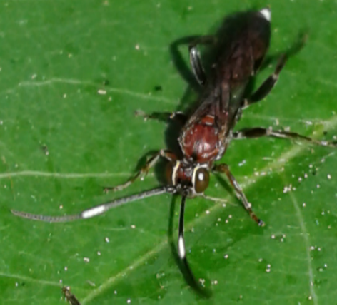 Ichneumonidae da ID 5